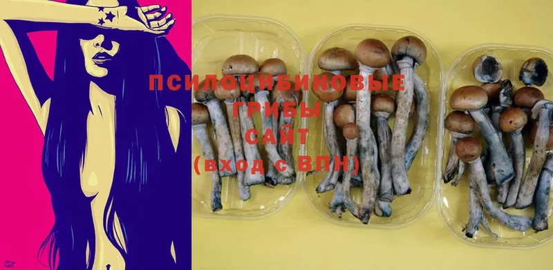 купить наркотики цена  Мосальск  Галлюциногенные грибы Magic Shrooms 